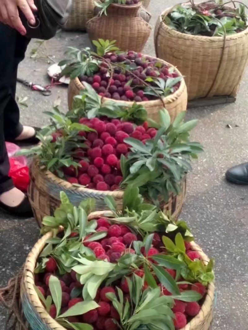 大黑炭杨梅苗(荸荠)(乌梅苗)杨梅嫁接苗南方杨梅苗