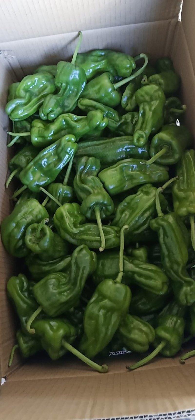 新鲜芜湖椒
