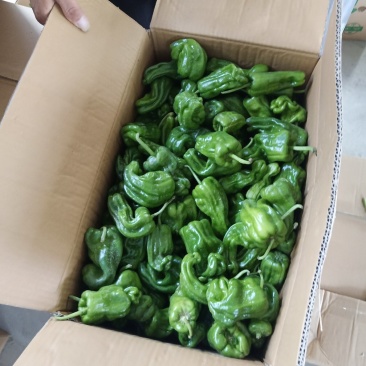 新鲜芜湖椒