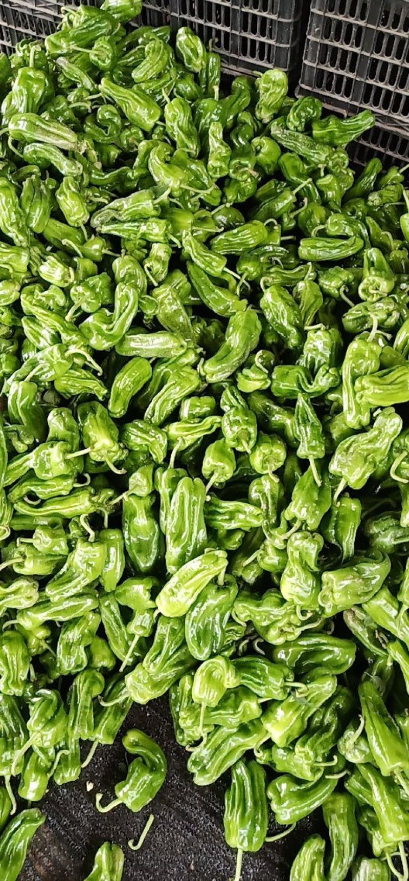 新鲜芜湖椒