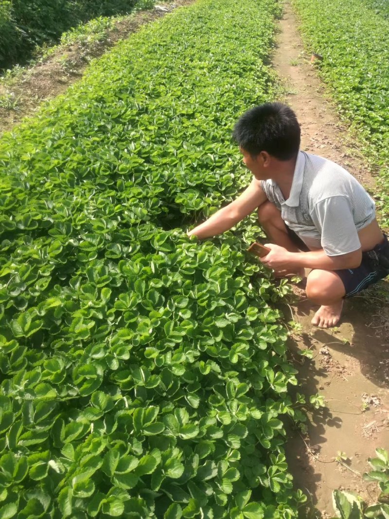 红颜九九草莓苗，京臧香草莓苗