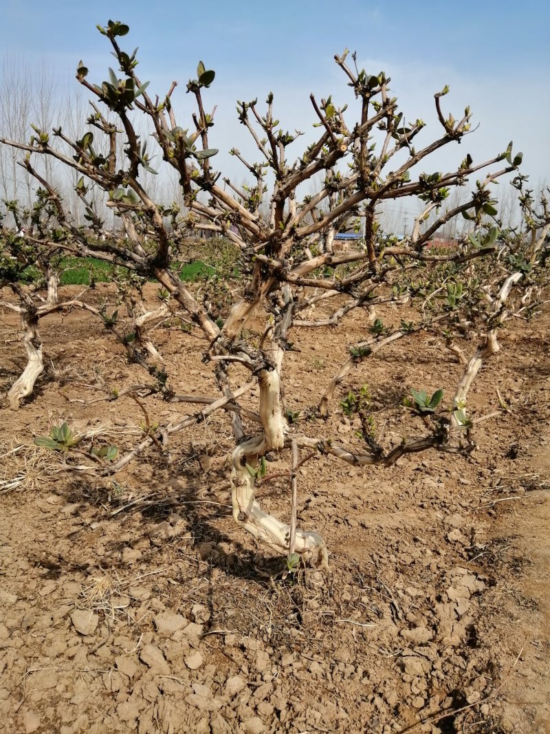 封丘正宗树型四季花原产地直供封丘金银花河南金银花苗