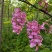 香花槐8.9.10公分