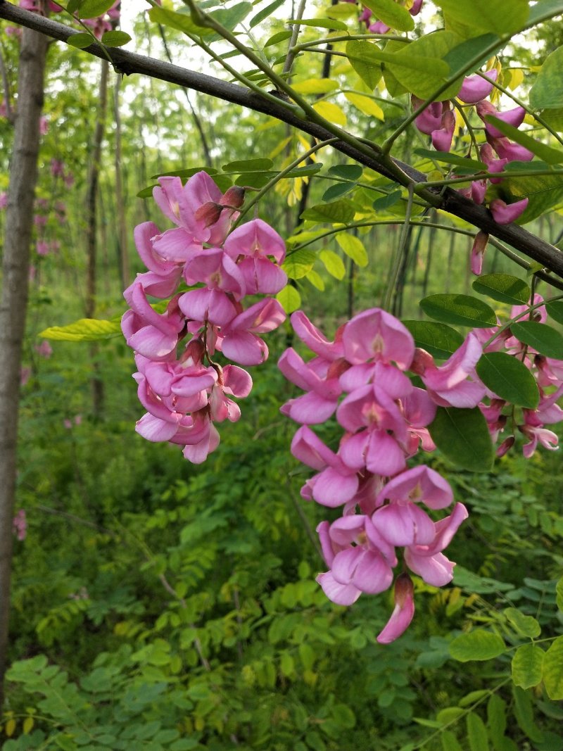 香花槐8.9.10公分