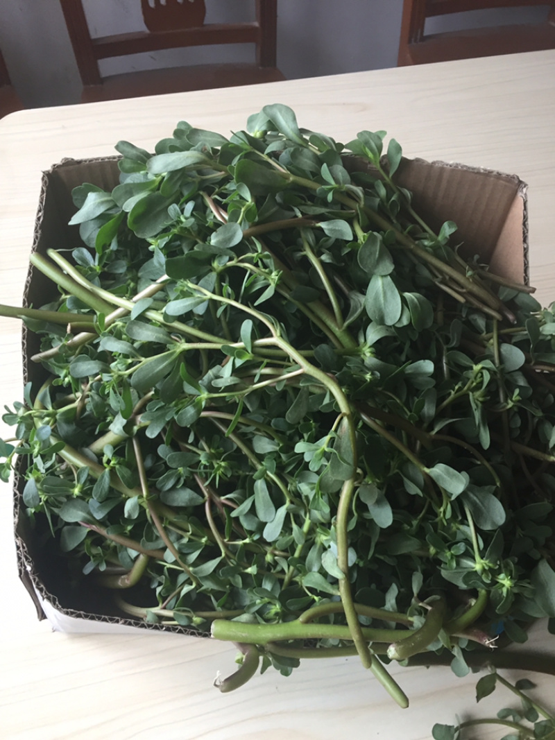 马齿苋
