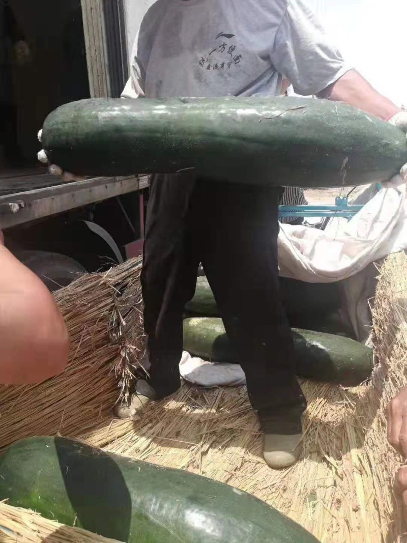 【精品】黑皮冬瓜产地直供大量供应，欢迎新老朋友前来订购