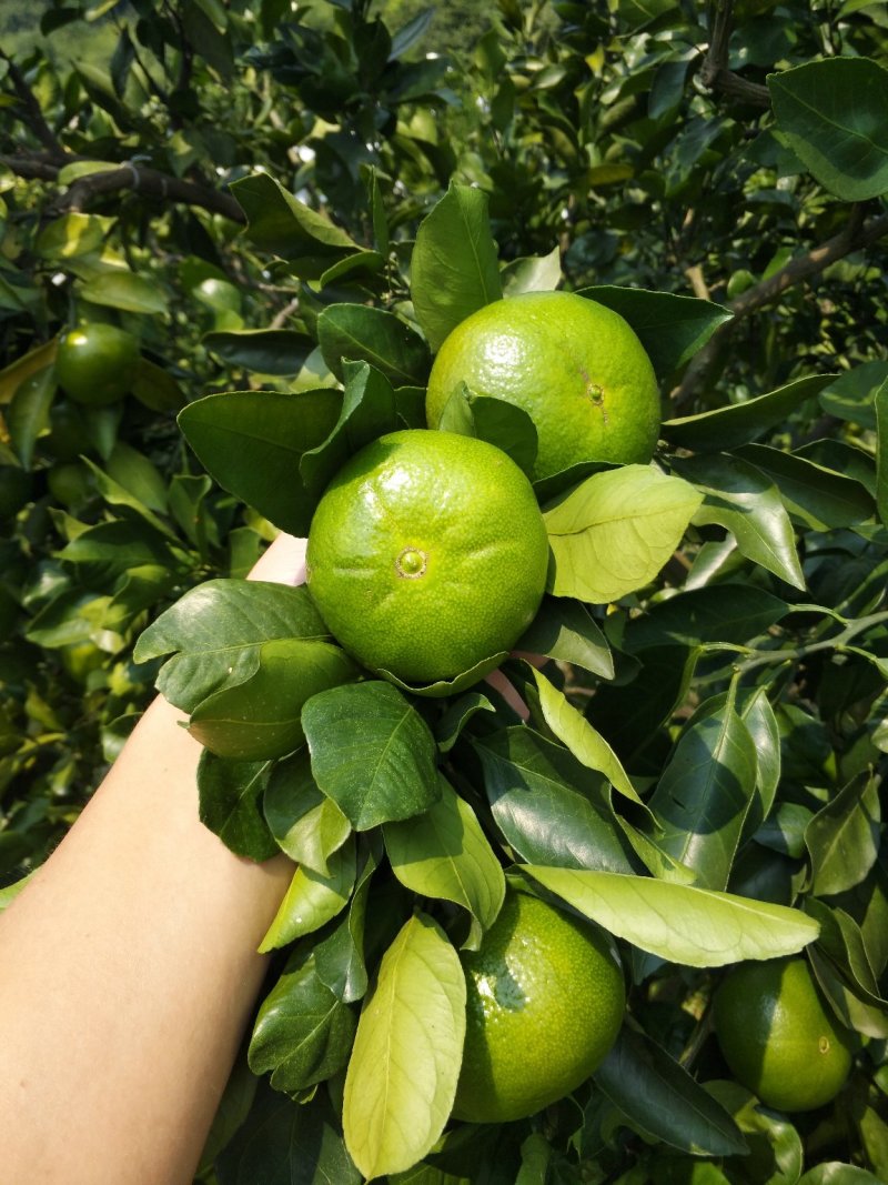 东江湖特早蜜橘