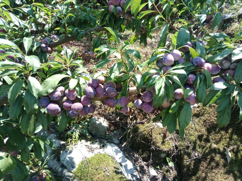脆红李