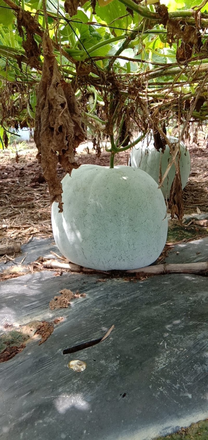 广东翁源产地海南品种，台山白皮冬瓜两个品种