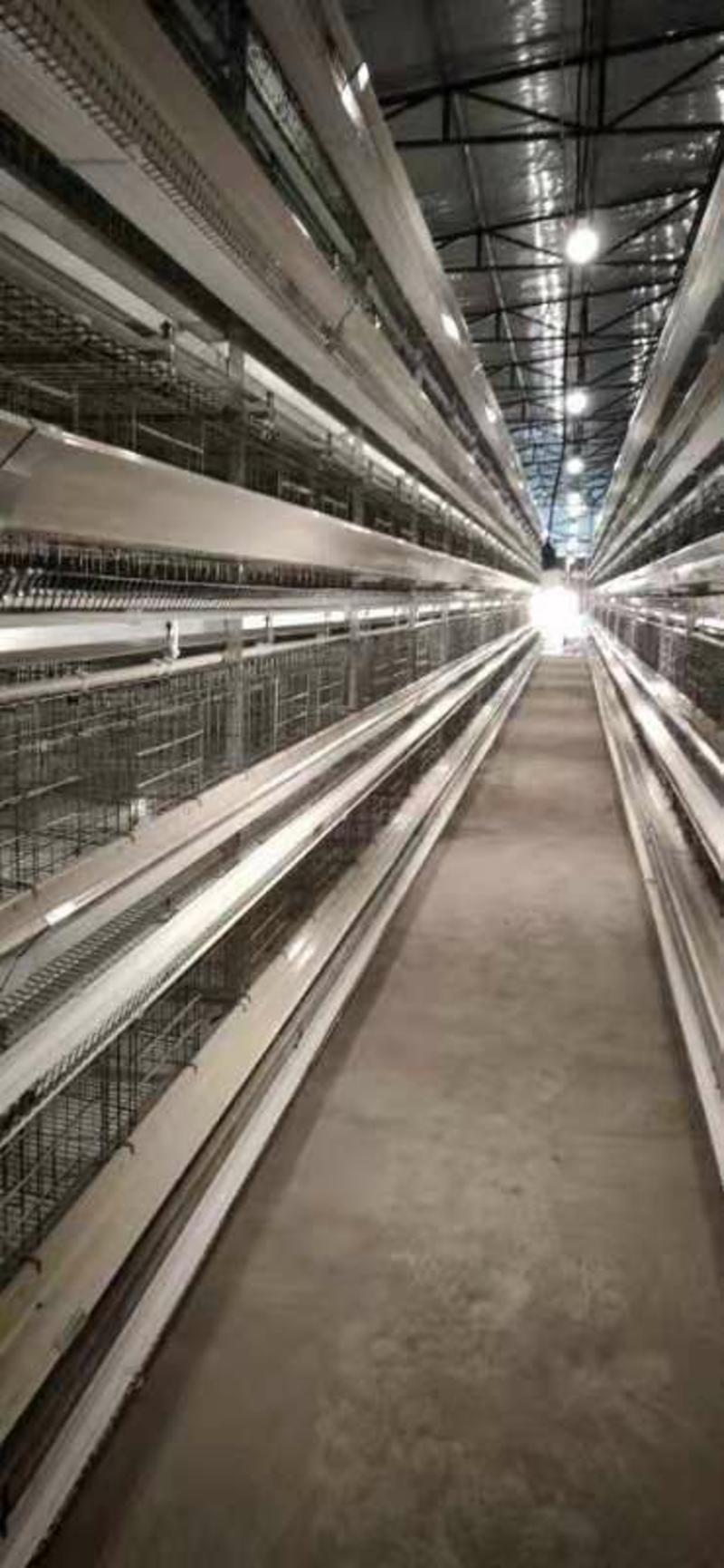 层叠式蛋鸡笼全自动化设备两人可管理五万只鸡
