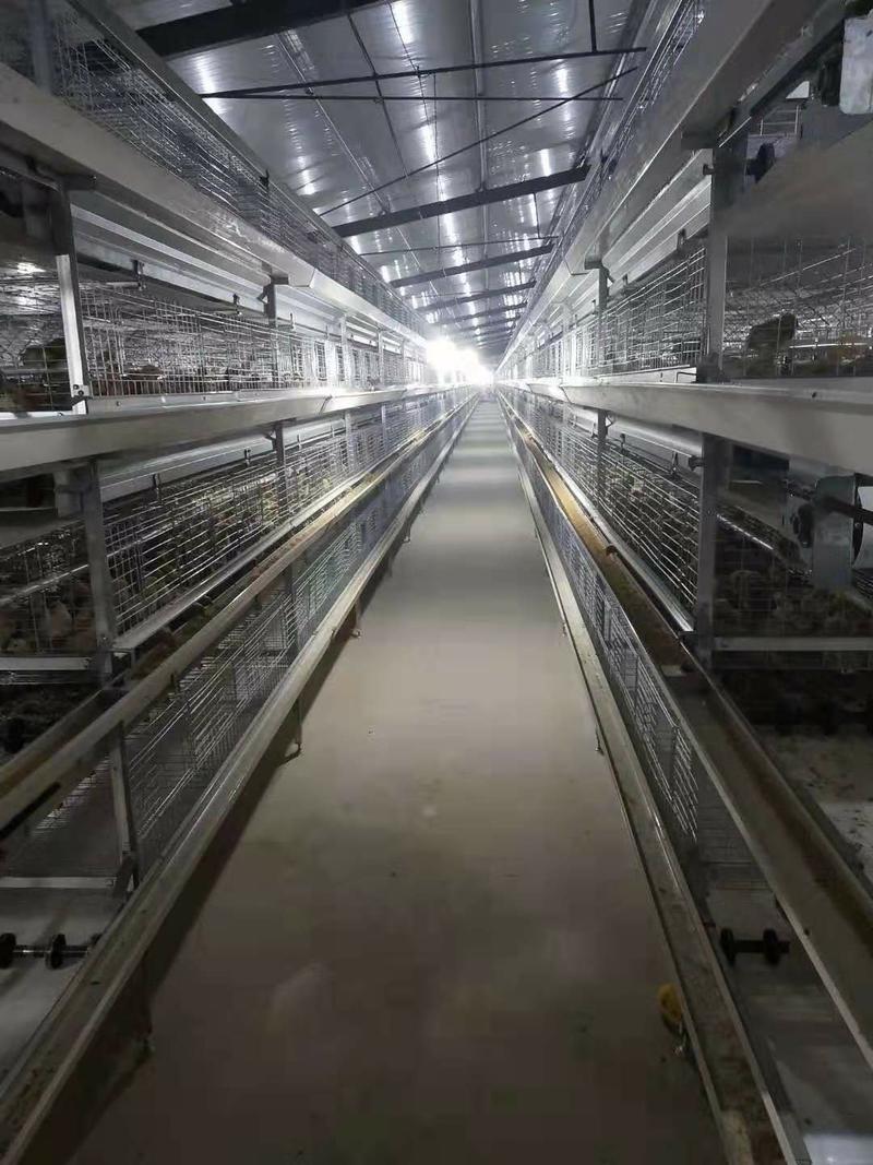 层叠式蛋鸡笼全自动化设备两人可管理五万只鸡