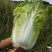 【热卖】大白菜。黄心大白菜高矮颗。欢迎采购。