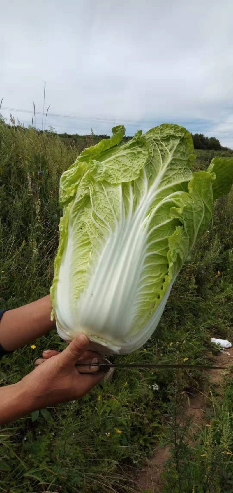 【热卖】大白菜。黄心大白菜高矮颗。欢迎采购。
