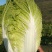 【热卖】大白菜。黄心大白菜高矮颗。欢迎采购。