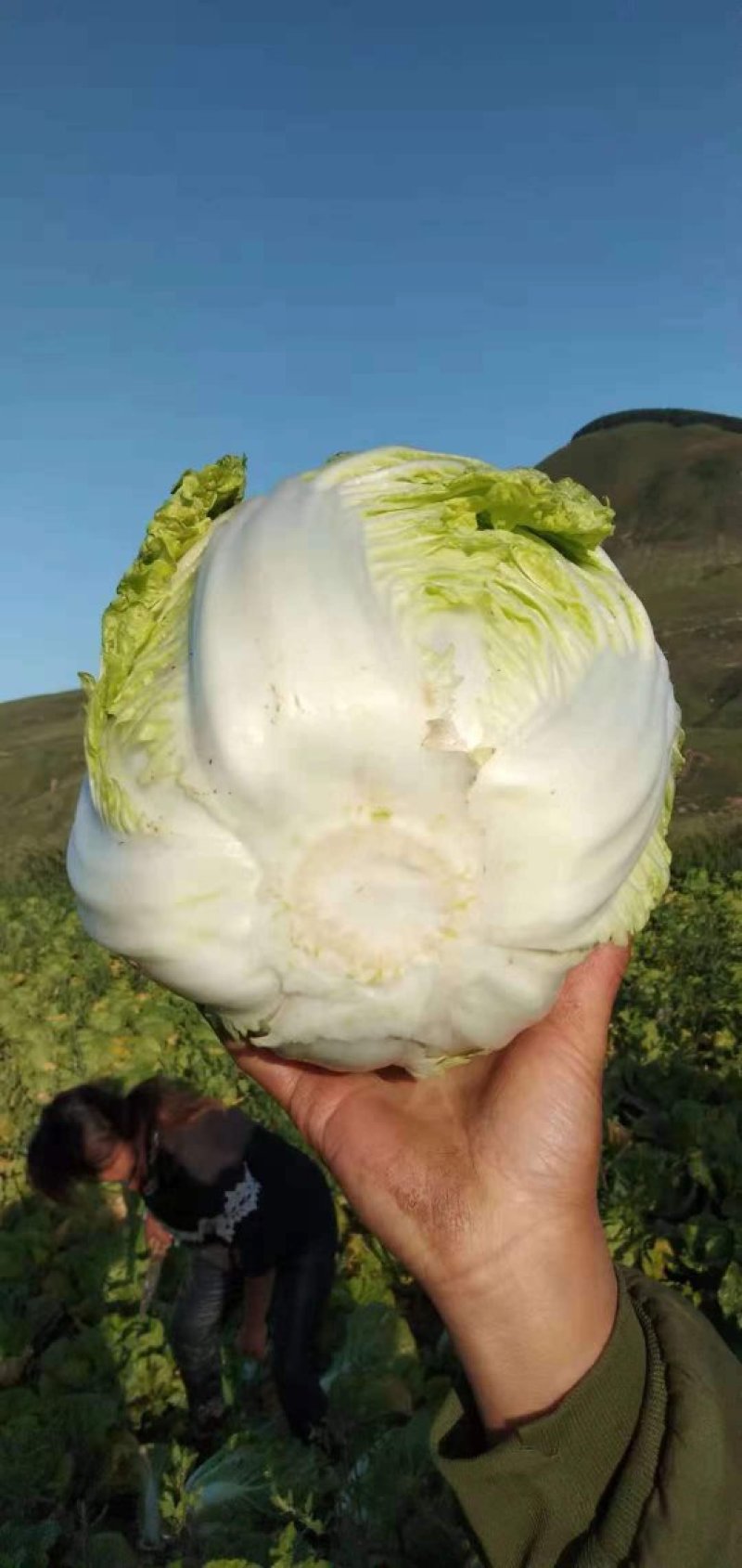 【热卖】大白菜。黄心大白菜高矮颗。欢迎采购。