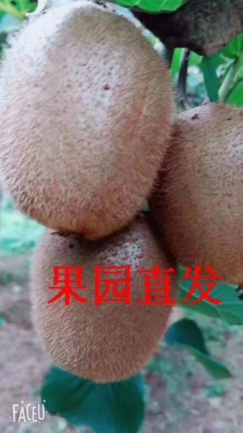 眉县徐香猕猴桃