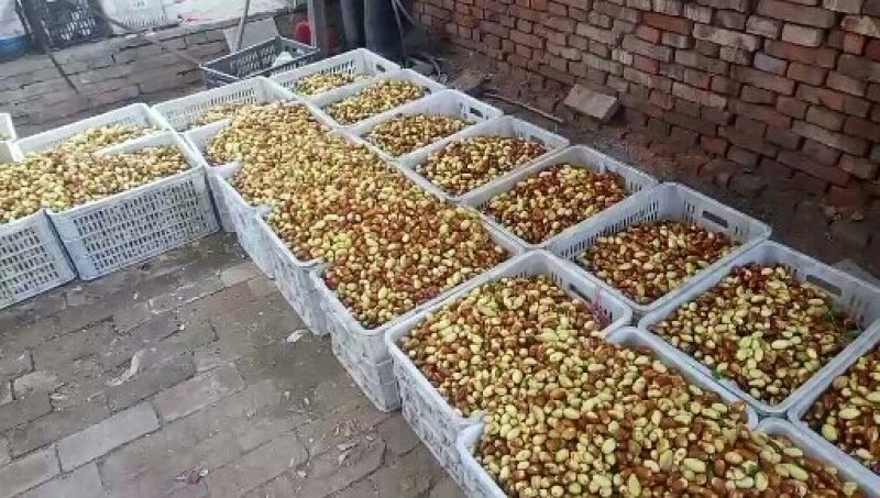 马牙枣