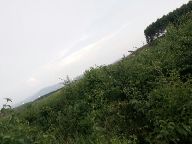 优质天冬种子