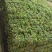 广东省惠州市精品大叶油草皮待售欢迎来预订