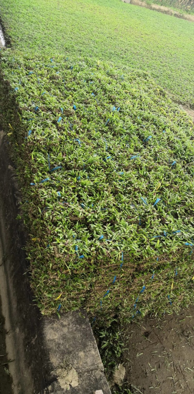 广东省惠州市精品大叶油草皮待售欢迎来预订