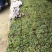 广东省惠州市精品大叶油草皮待售欢迎来预订