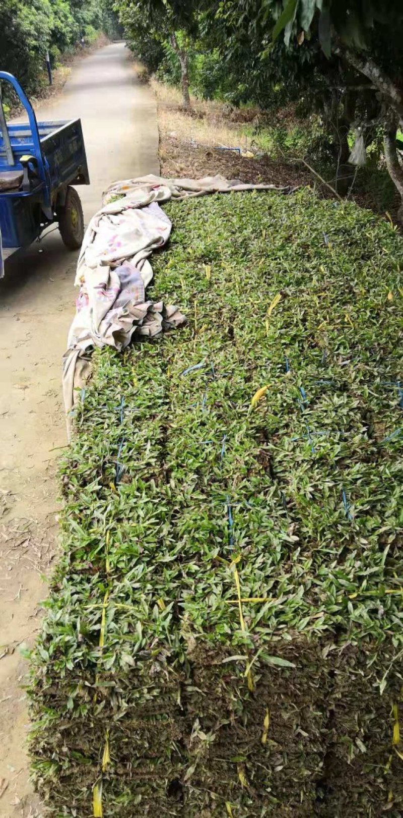 广东省惠州市精品大叶油草皮待售欢迎来预订