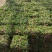 广东省惠州市精品大叶油草皮待售欢迎来预订