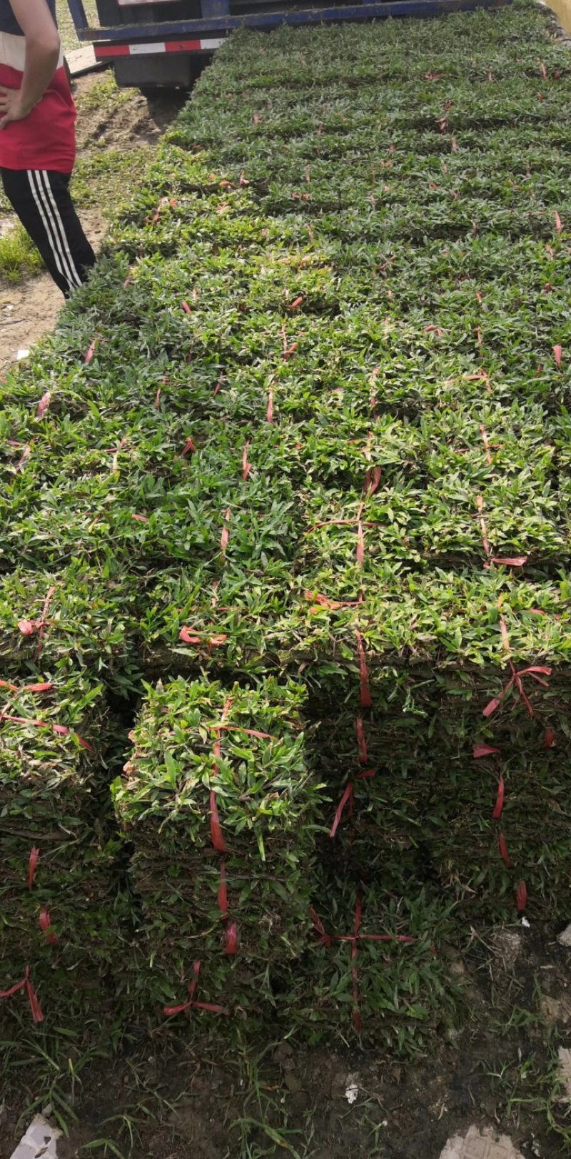 广东省惠州市精品大叶油草皮待售欢迎来预订