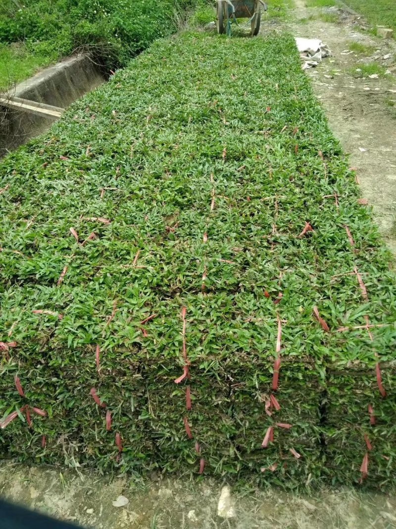 广东省惠州市精品大叶油草皮待售欢迎来预订