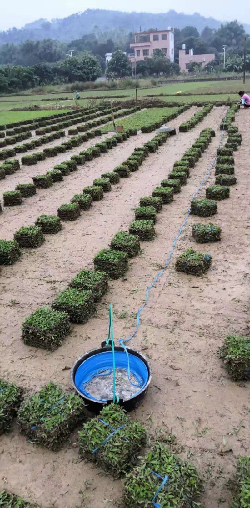 广东省惠州市精品大叶油草皮待售欢迎来预订