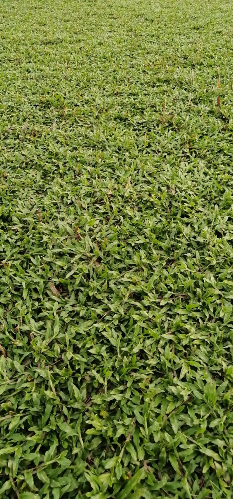 广东省惠州市精品大叶油草皮待售欢迎来预订
