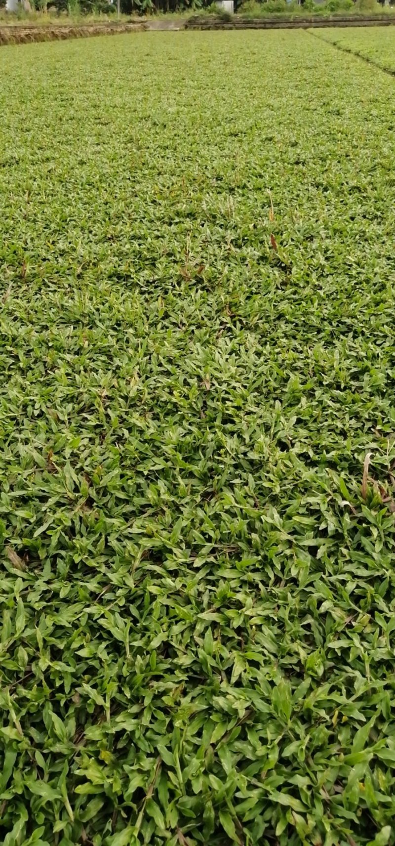 广东省惠州市精品大叶油草皮待售欢迎来预订