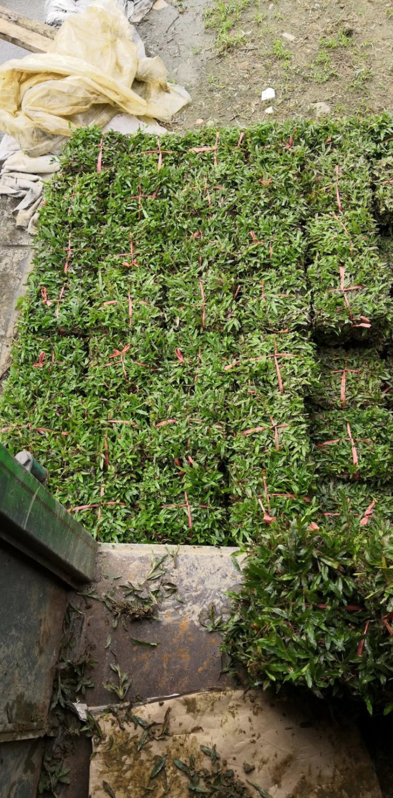 广东省惠州市精品大叶油草皮待售欢迎来预订