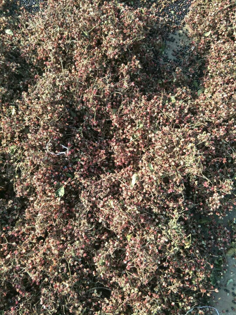 花椒
