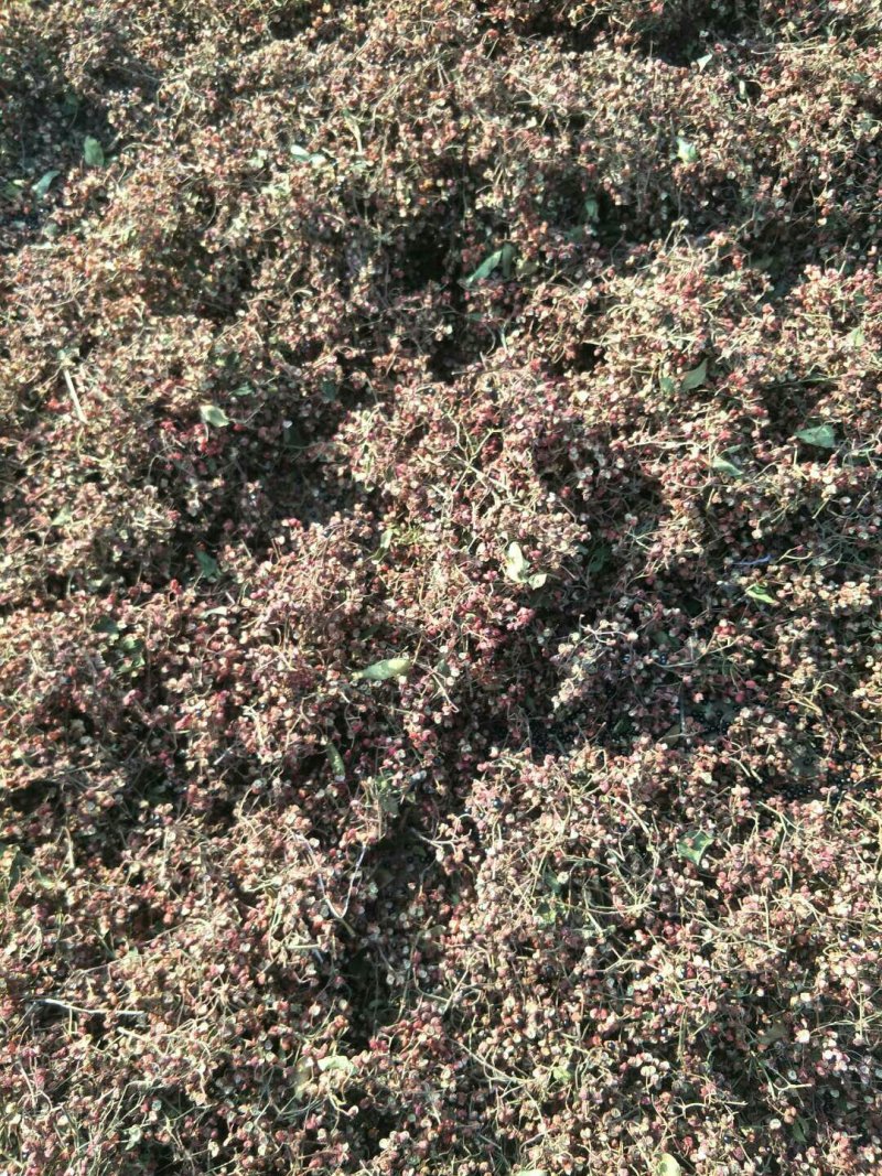 花椒