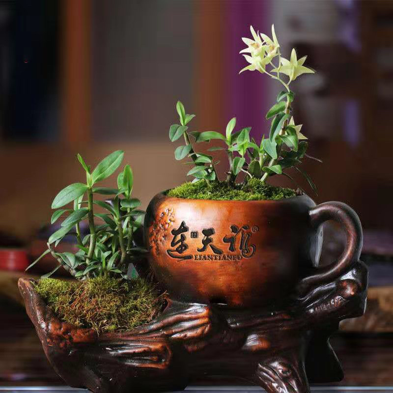 石斛盆景，石斛苗，带盆，或者苗木