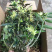 石斛盆景，石斛苗，带盆，或者苗木