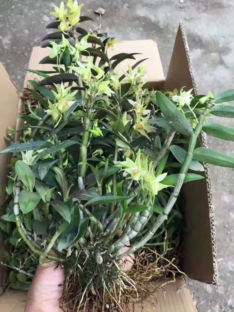 石斛盆景，石斛苗，带盆，或者苗木
