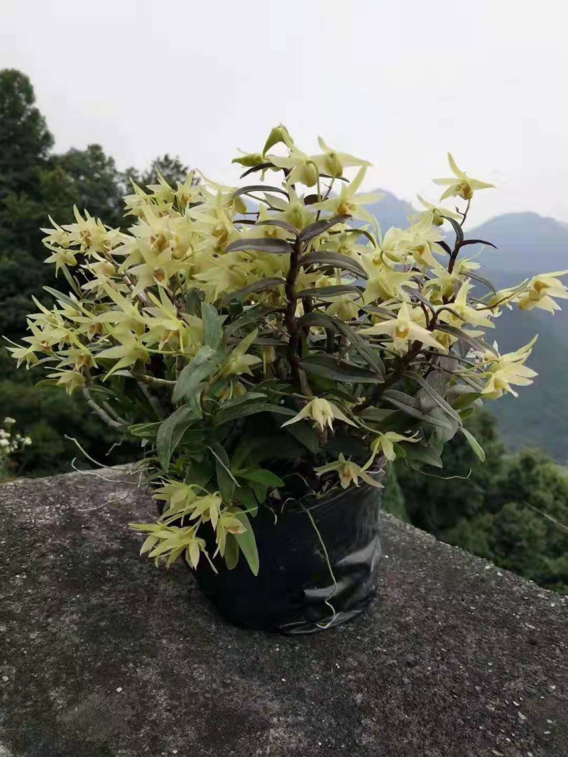 石斛盆景，石斛苗，带盆，或者苗木