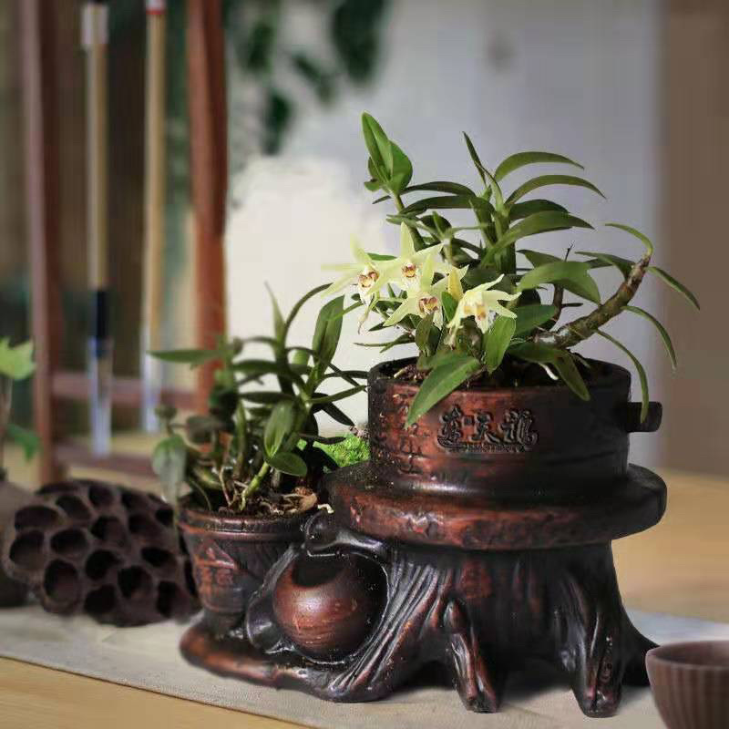 石斛盆景，石斛苗，带盆，或者苗木