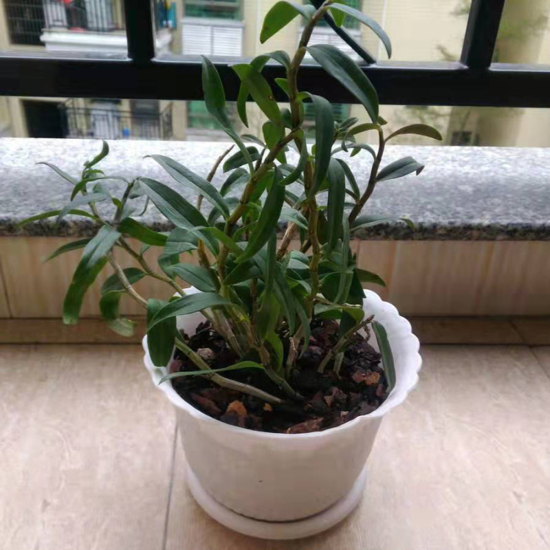 石斛盆景，石斛苗，带盆，或者苗木