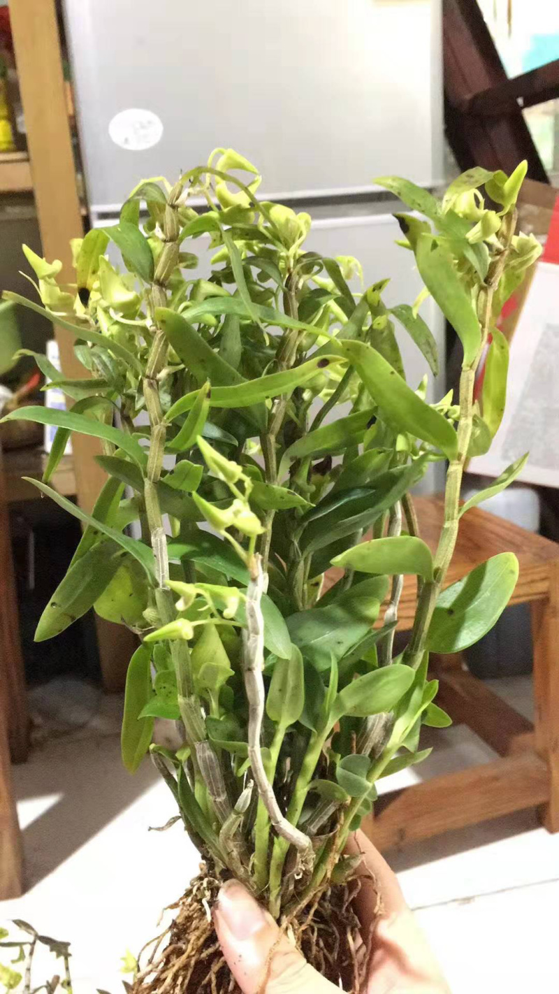 石斛盆景，石斛苗，带盆，或者苗木