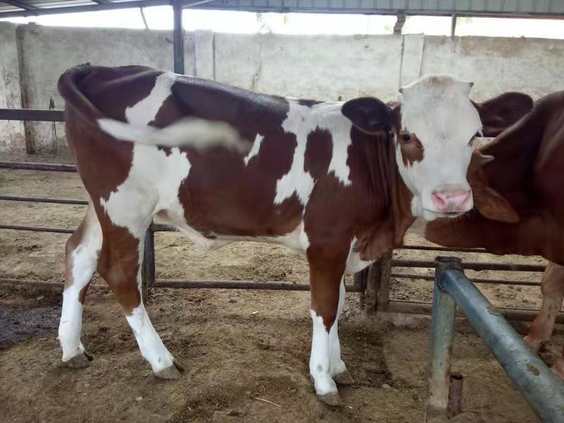 西门塔尔，鲁西黄牛，改良肉牛苗犊免费供应养殖技术
