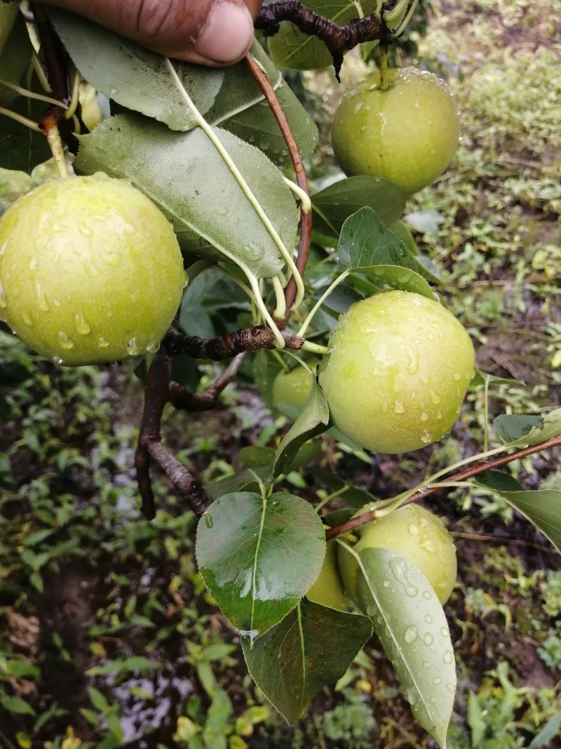 南果梨