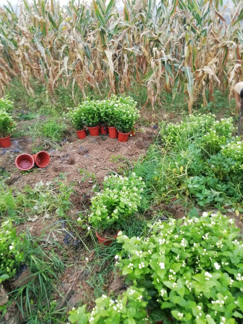 茉莉花大量批发