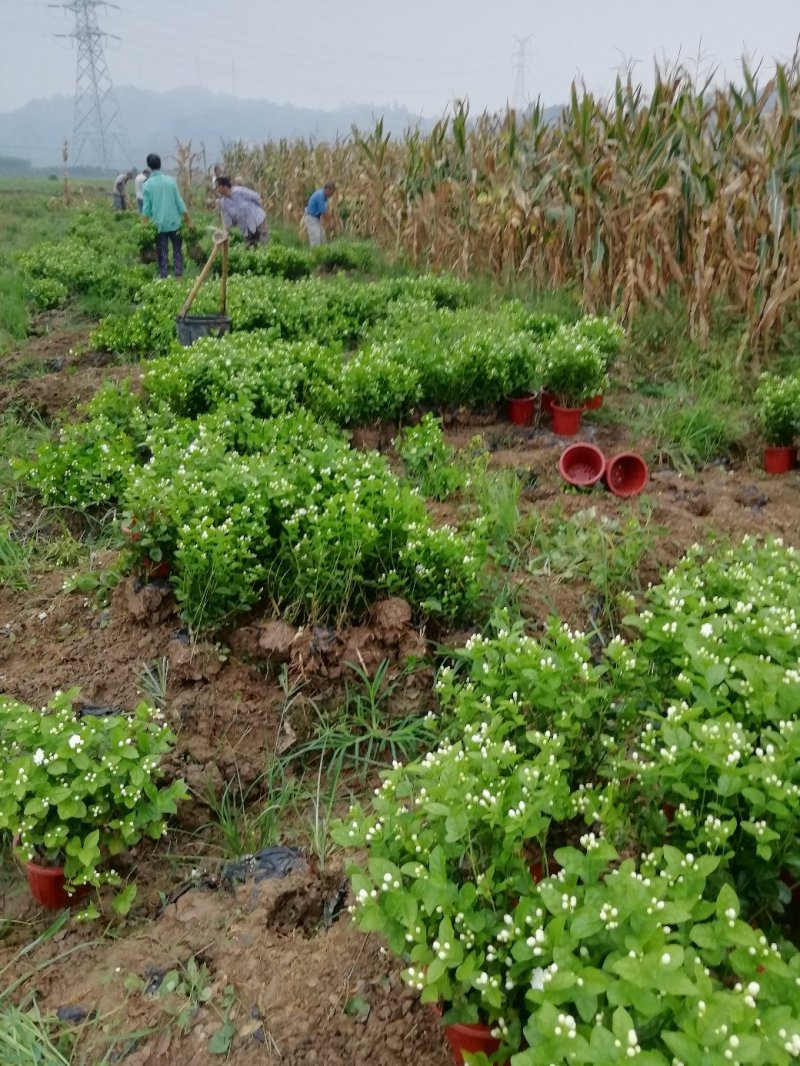 茉莉花大量批发