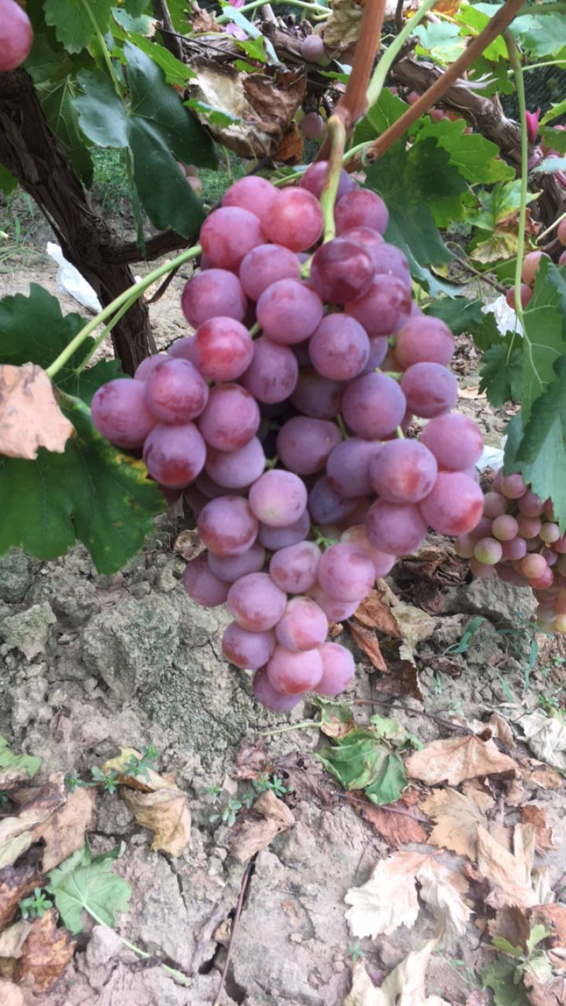 红提葡萄