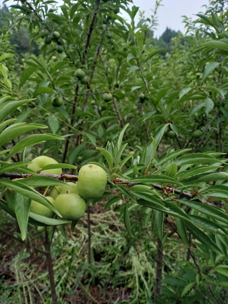 热卖半边红子树苗50~100cm现挖，支持线上交易。