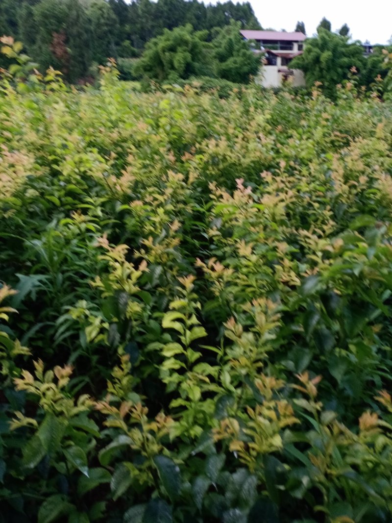 热卖半边红子树苗50~100cm现挖，支持线上交易。