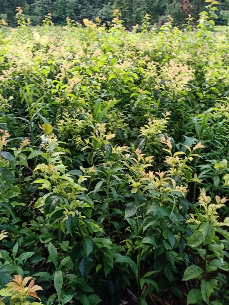 热卖半边红子树苗50~100cm现挖，支持线上交易。